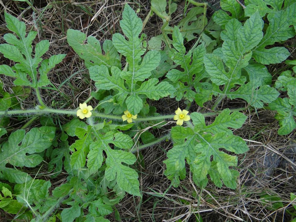 Citrullus lanatus